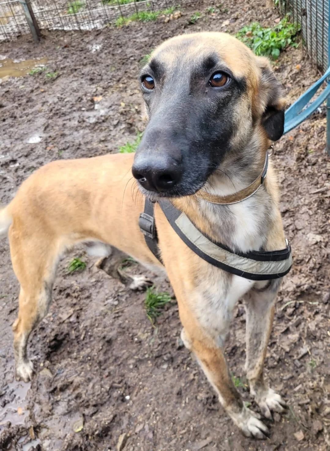 Buggy, male 7yo Belgian Malinois for adoption at Hunde SOS Oberberg e.V.
