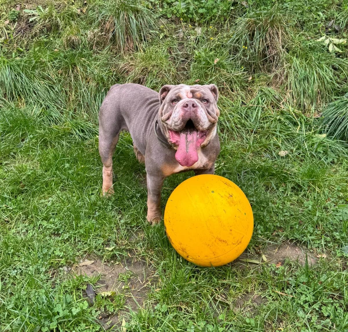 Ingeborg, female English Bulldog for adoption at Hunde SOS Oberberg e.V.