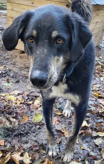 Klette, male senior Mixed Breed for adoption at Hunde SOS Oberberg e.V.