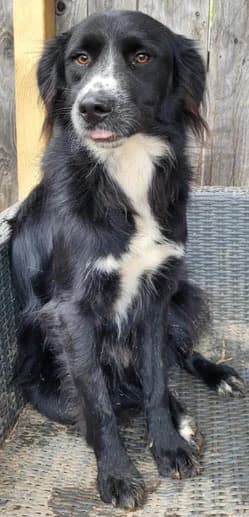 Maxi, male senior Border Collie for adoption at Hunde SOS Oberberg e.V.