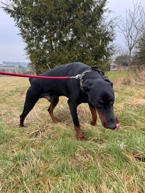 Nero / Hera, male senior Doberman for adoption at Hunde SOS Oberberg e.V.
