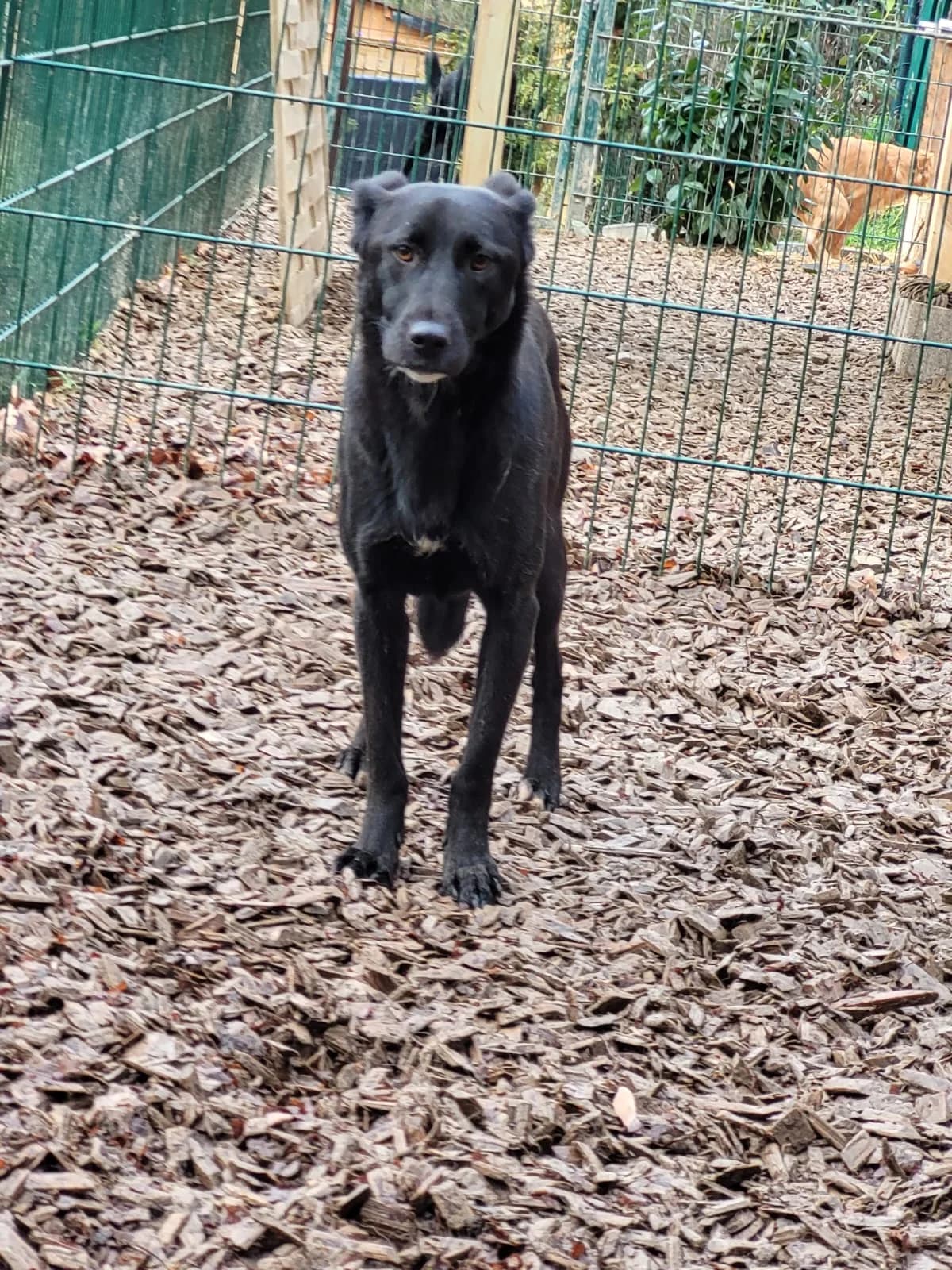 Ninja, female senior Mixed Breed for adoption at Hunde SOS Oberberg e.V.
