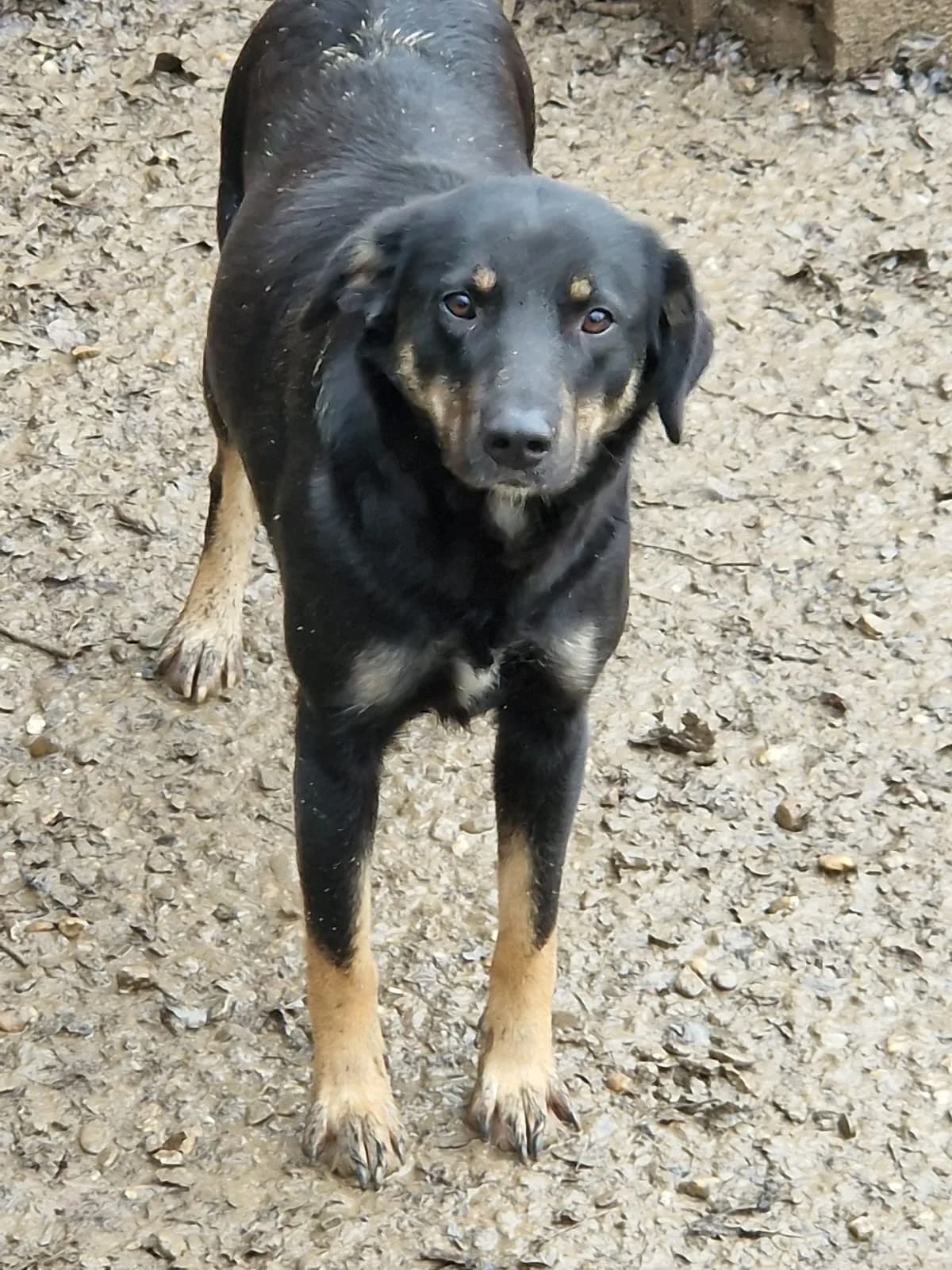 Taya, female senior Labrador Retriever for adoption at Hunde SOS Oberberg e.V.