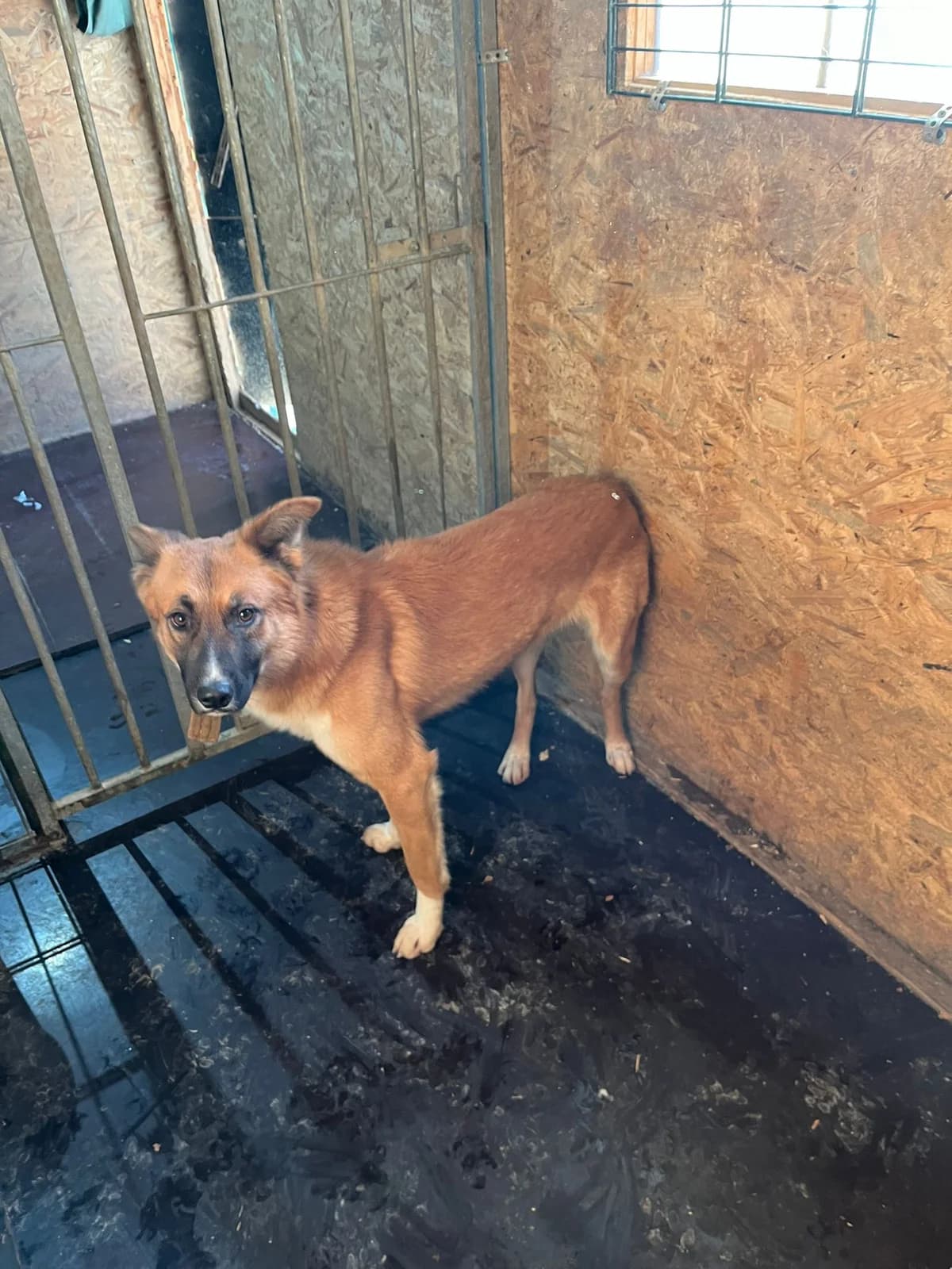 Tilda & Tequila, female senior Mixed Breed for adoption at Hunde SOS Oberberg e.V.