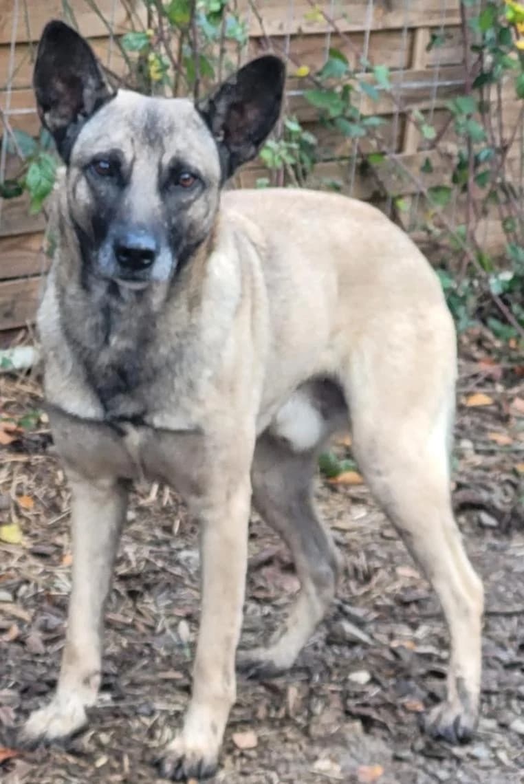 Timmy, male 5yo Belgian Malinois for adoption at Hunde SOS Oberberg e.V.
