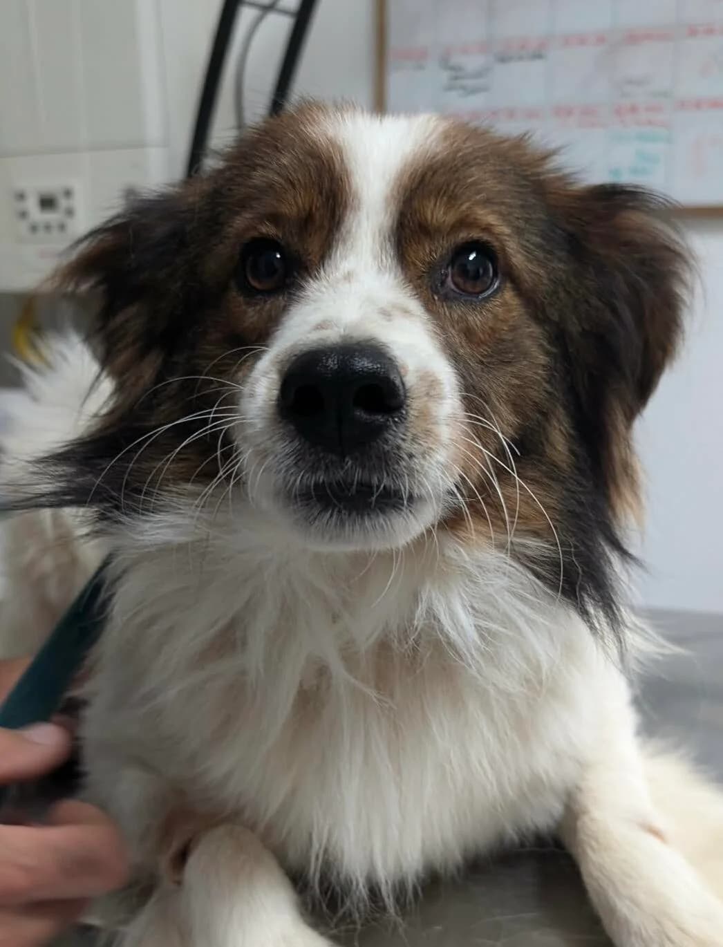 Mojo bereit für, male 5yo Mixed Breed for adoption at Hundefairmittlung Rumänien e. V.