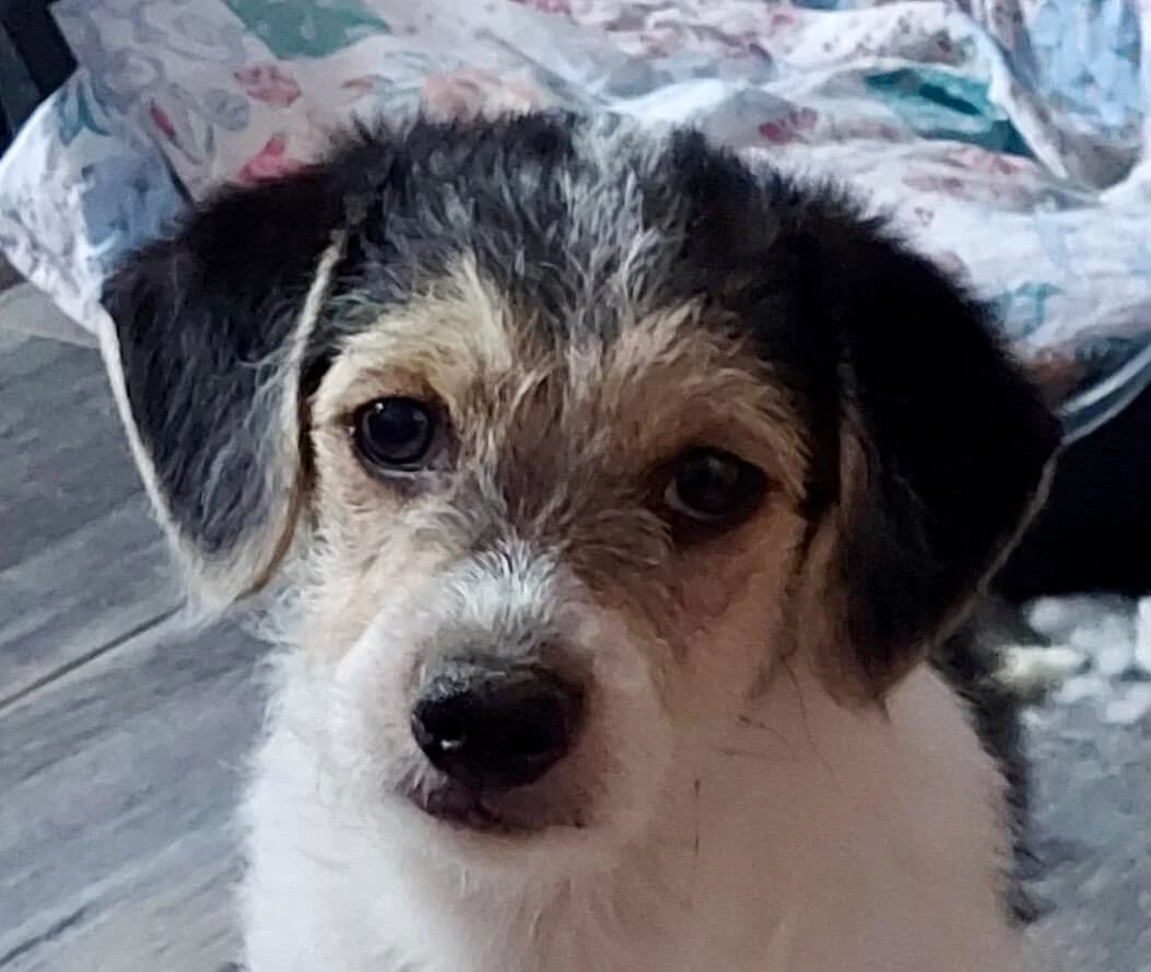 Luise, female puppy Mixed Breed for adoption at Hundefairmittlung Rumänien e. V.