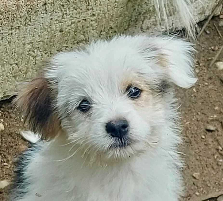 Tiny, weiß female puppy Mixed Breed for adoption at Hundefairmittlung Rumänien e. V.