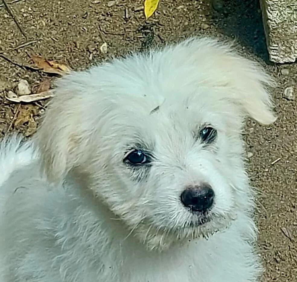 Fluffy, weiß female puppy Mixed Breed for adoption at Hundefairmittlung Rumänien e. V.