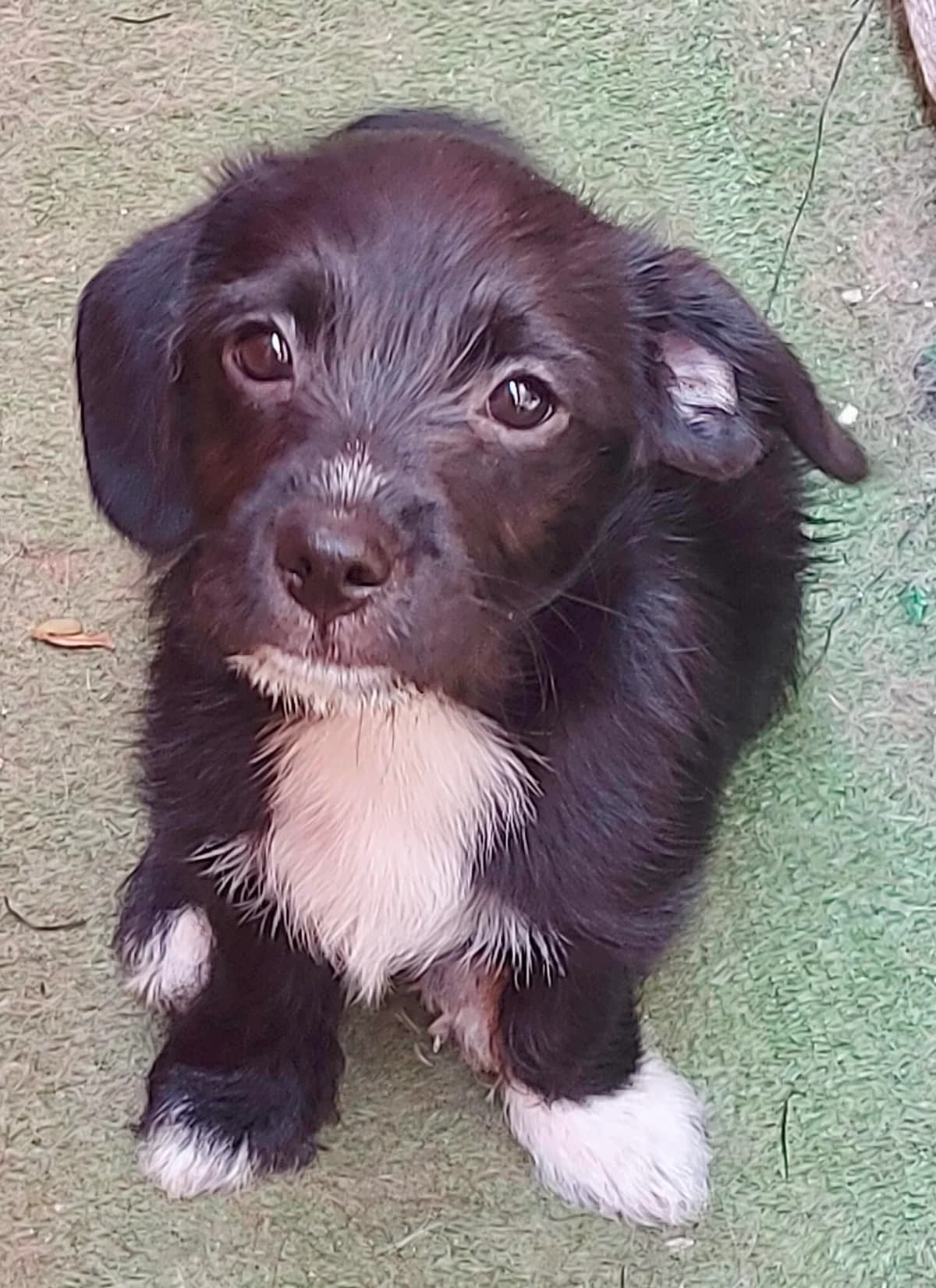 Carlos, male puppy Mixed Breed for adoption at Hundefairmittlung Rumänien e. V.