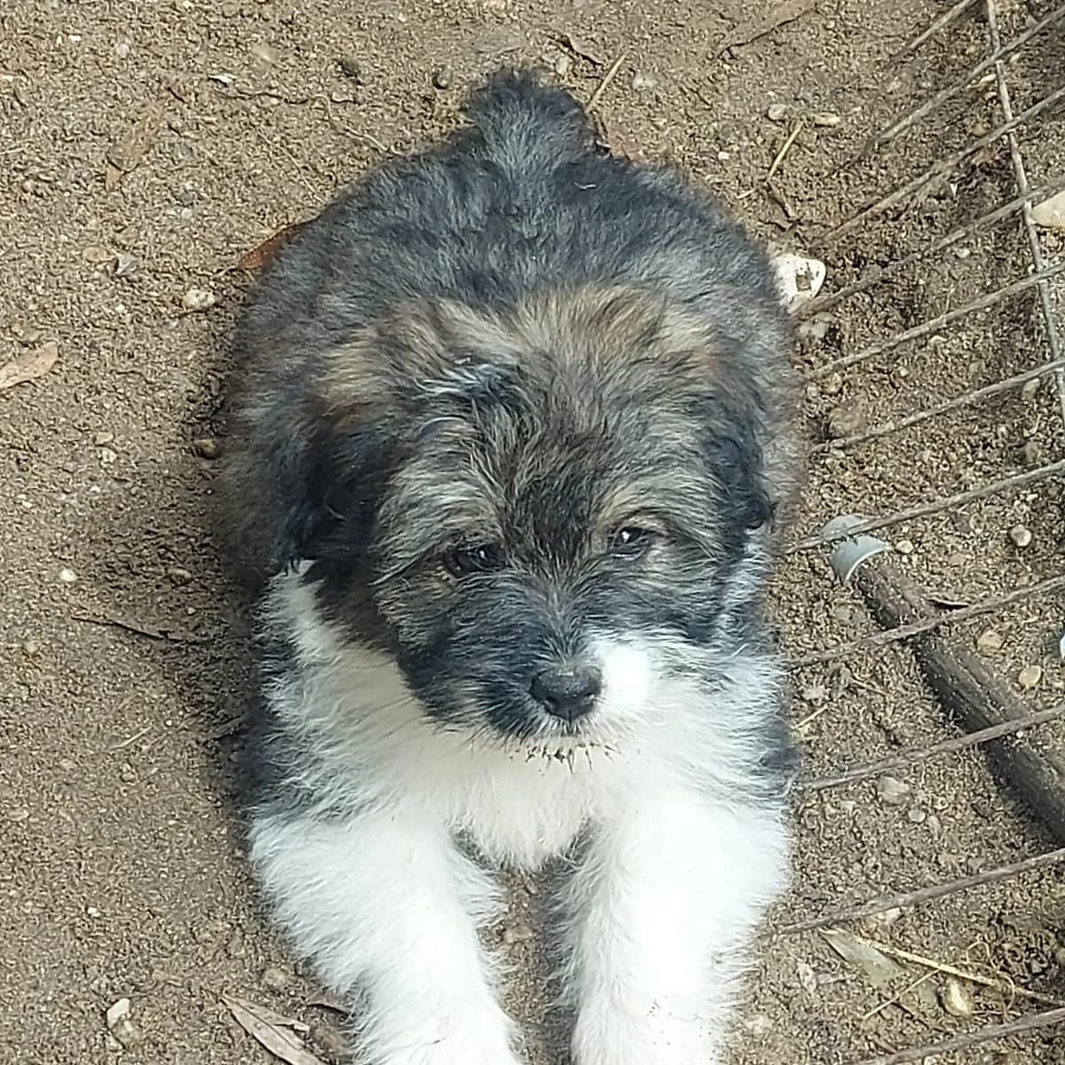 Venellope, female puppy Mixed Breed for adoption at Hundefairmittlung Rumänien e. V.