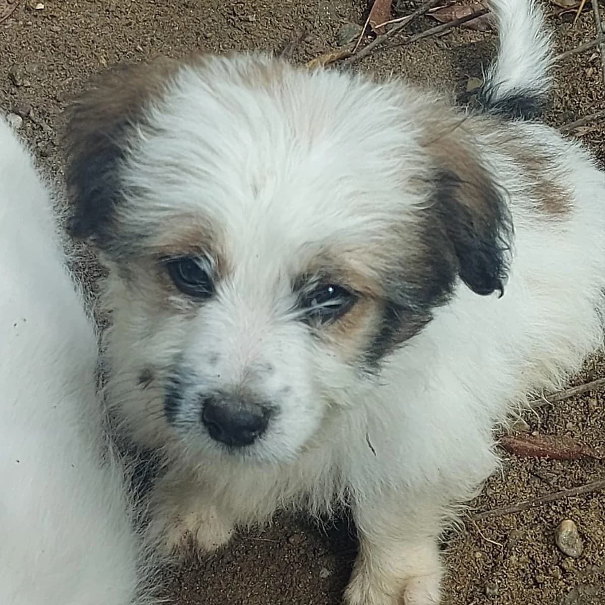Ida, female puppy Mixed Breed for adoption at Hundefairmittlung Rumänien e. V.
