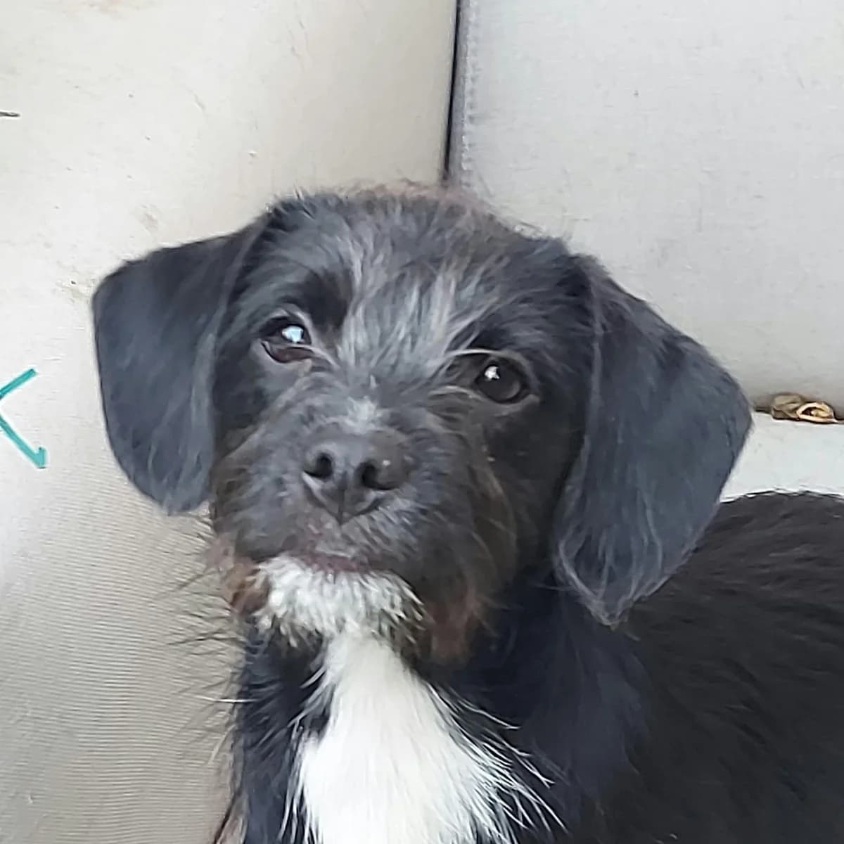 Carlos, male puppy Mixed Breed for adoption at Hundefairmittlung Rumänien e. V.