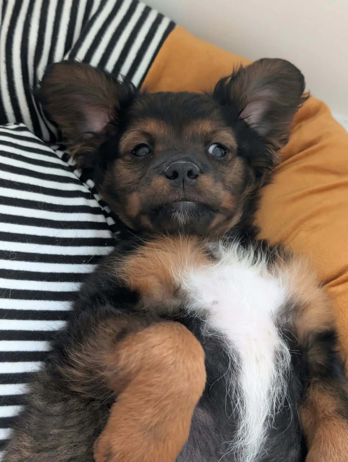 🐾❤️ Timon, male puppy Mixed Breed for adoption at Hundefairmittlung Rumänien e. V.