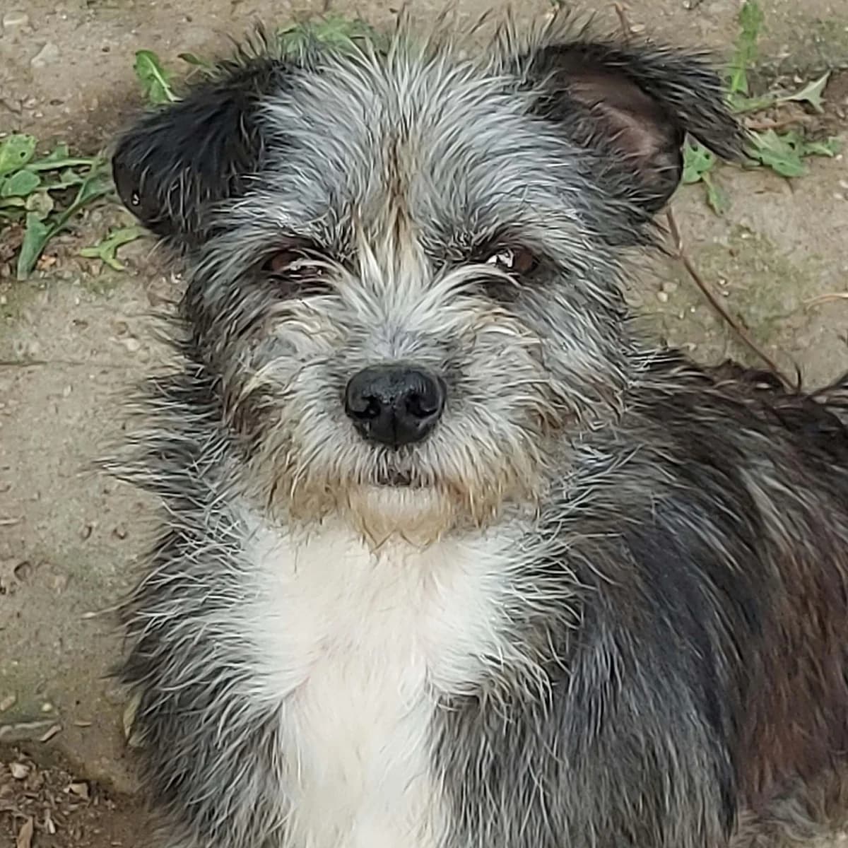 🐾 OREO, female young Mixed Breed for adoption at Hundefairmittlung Rumänien e. V.