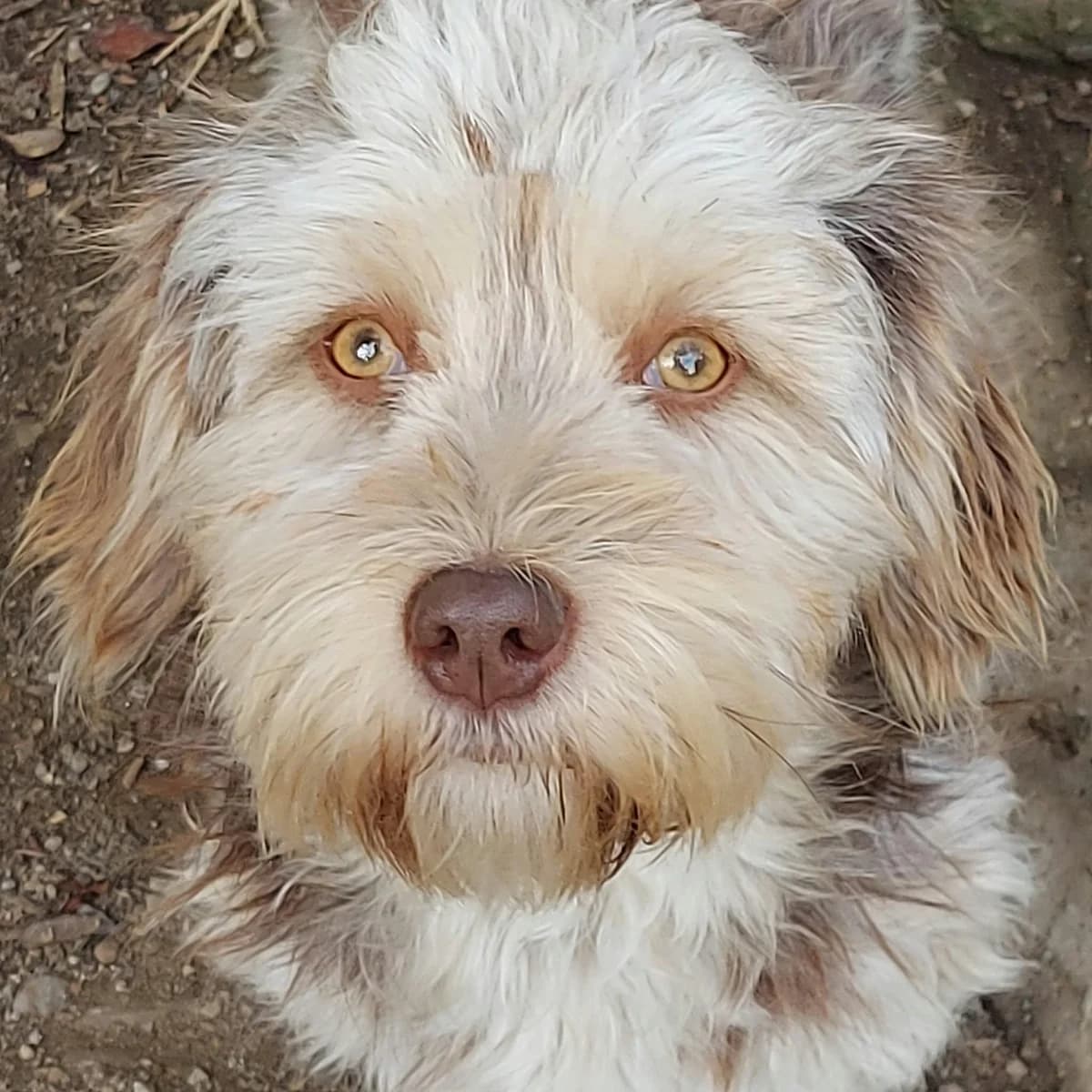 Mokka, female young Mixed Breed for adoption at Hundefairmittlung Rumänien e. V.