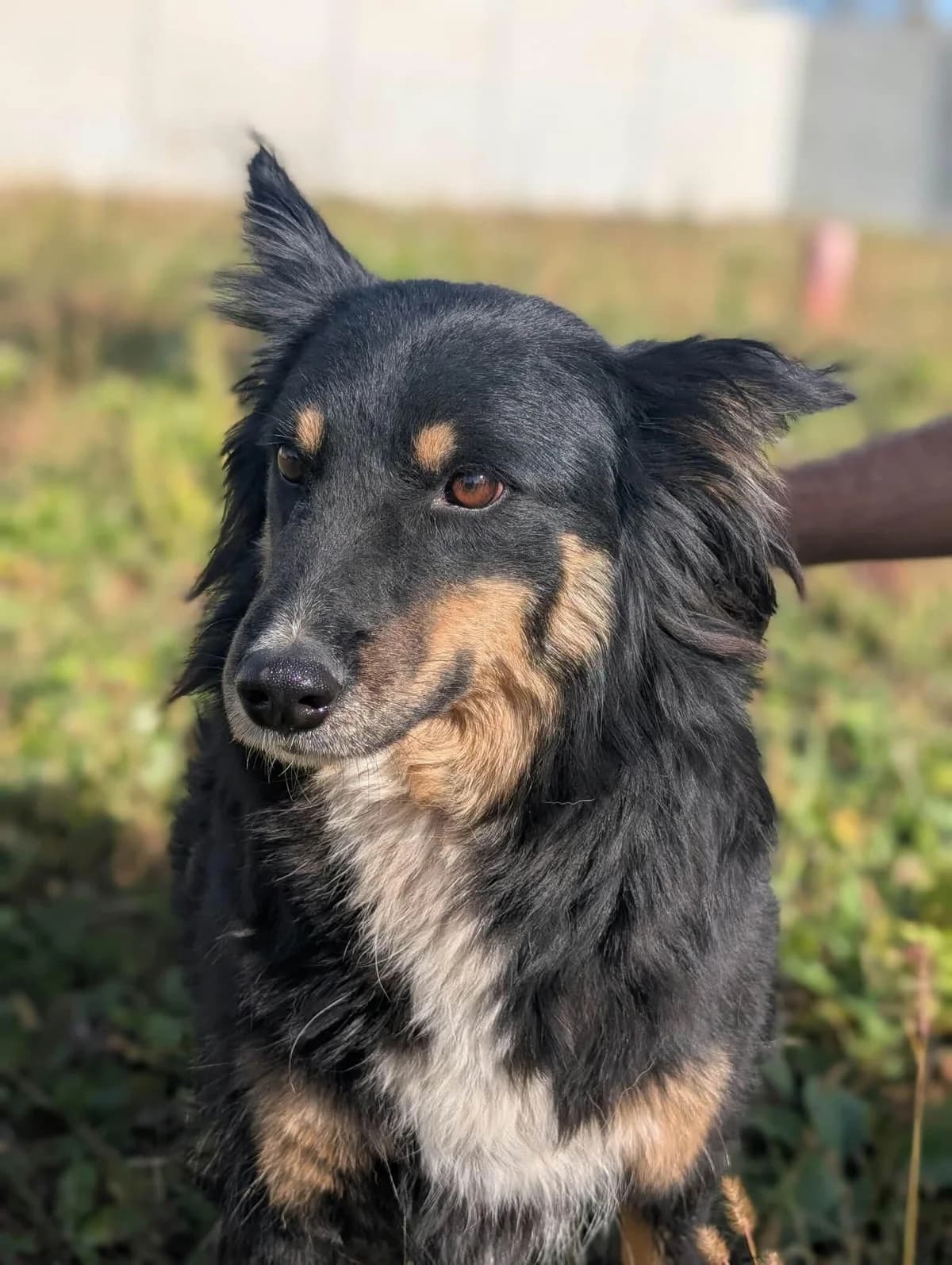 Leia, female young Mixed Breed for adoption at Hundefairmittlung Rumänien e. V.