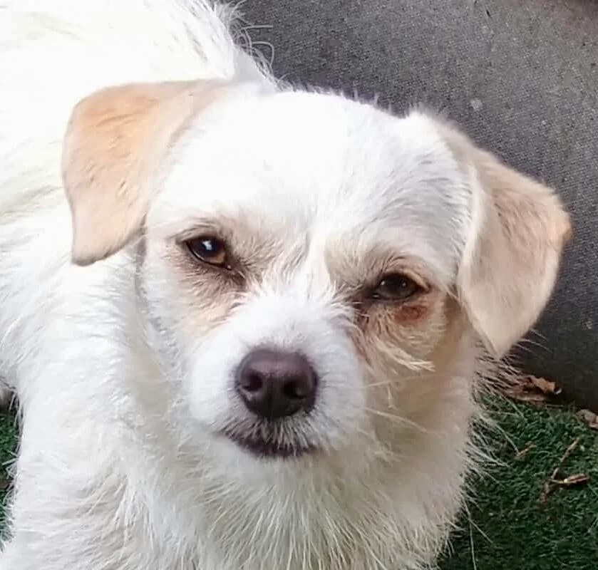 Kiwi, female 3yo Mixed Breed for adoption at Hundefairmittlung Rumänien e. V.