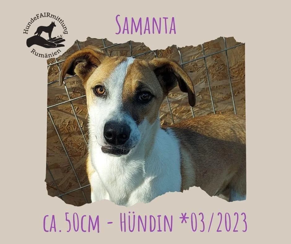 Samanta, female 3yo Beagle for adoption at Hundefairmittlung Rumänien e. V.