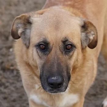 Wilhelmine Johanna, female 6yo Mixed Breed for adoption at Hundegarten Serres, Euskirchen