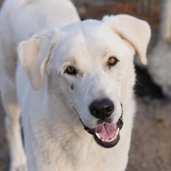 Rasmus, male 6yo Mixed Breed for adoption at Hundegarten Serres, Euskirchen