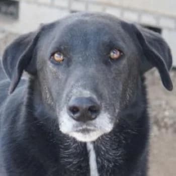Relaxo, male 5yo Mixed Breed for adoption at Hundegarten Serres, Euskirchen