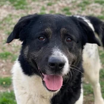 Thanio, male 6yo Mixed Breed for adoption at Hundegarten Serres, Euskirchen