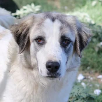 Piet, male 4yo Mixed Breed for adoption at Hundegarten Serres, Euskirchen