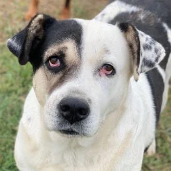Marisa, female senior Mixed Breed for adoption at Hundegarten Serres, Euskirchen