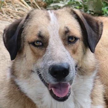 Nena, female senior Mixed Breed for adoption at Hundegarten Serres, Euskirchen