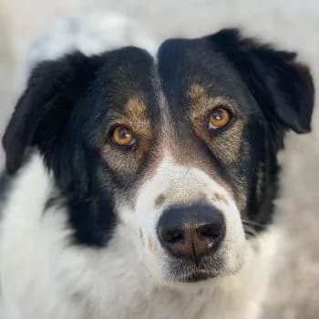 Xalia, female senior Mixed Breed for adoption at Hundegarten Serres, Euskirchen
