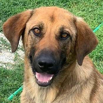Xawi, male 6yo Mixed Breed for adoption at Hundegarten Serres, Euskirchen