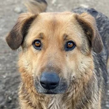 Yassin, male 6yo Mixed Breed for adoption at Hundegarten Serres, Euskirchen