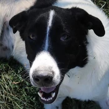 Rubin, male 7yo Mixed Breed for adoption at Hundegarten Serres, Euskirchen
