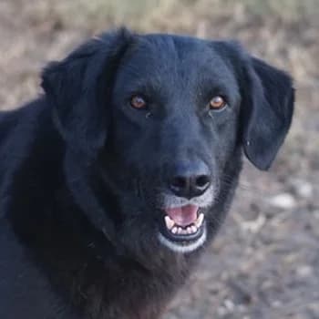 Swarzi, male senior Mixed Breed for adoption at Hundegarten Serres, Euskirchen