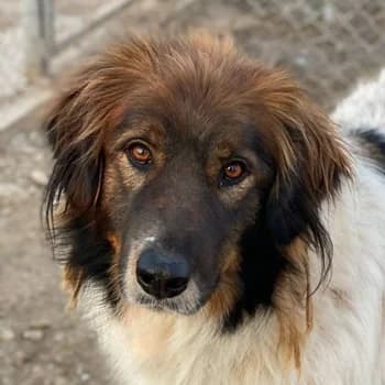 Bali, male 4yo Mixed Breed for adoption at Hundegarten Serres, Euskirchen