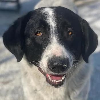 Kniffel, male 5yo Mixed Breed for adoption at Hundegarten Serres, Euskirchen