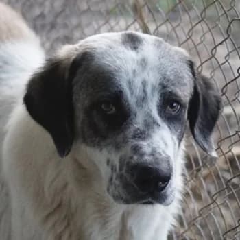 Joni, male 4yo Mixed Breed for adoption at Hundegarten Serres, Euskirchen