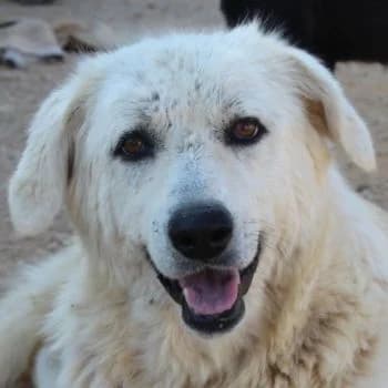 Felicitas, female 4yo Mixed Breed for adoption at Hundegarten Serres, Euskirchen