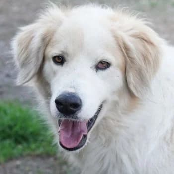 Buddy, male 4yo Mixed Breed for adoption at Hundegarten Serres, Euskirchen