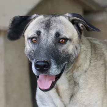 Bernhard, male 4yo Mixed Breed for adoption at Hundegarten Serres, Euskirchen
