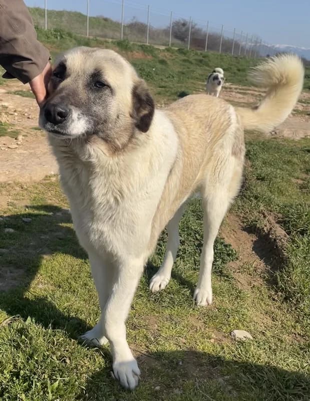 Orlando, male 7yo Mixed Breed for adoption at Hundegarten Serres, Euskirchen