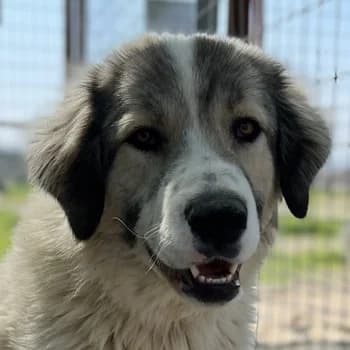 Gomez, male 5yo Mixed Breed for adoption at Hundegarten Serres, Euskirchen