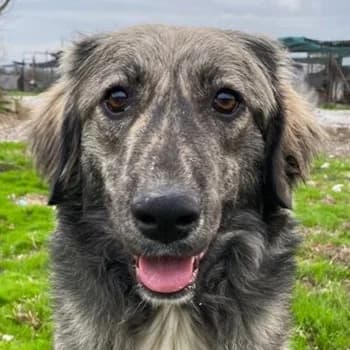 Savannah, female 4yo Mixed Breed for adoption at Hundegarten Serres, Euskirchen