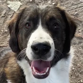 Madison, female 4yo Mixed Breed for adoption at Hundegarten Serres, Euskirchen