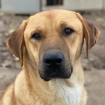 Nobu, male 5yo Mixed Breed for adoption at Hundegarten Serres, Euskirchen