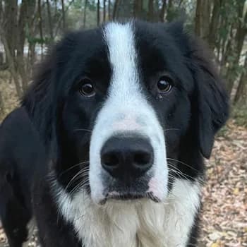 Sloan, male 4yo Mixed Breed for adoption at Hundegarten Serres, Euskirchen