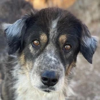 Bente, male 6yo Mixed Breed for adoption at Hundegarten Serres, Euskirchen