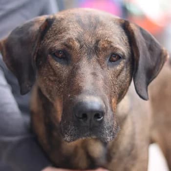 Naruto, male 6yo Mixed Breed for adoption at Hundegarten Serres, Euskirchen