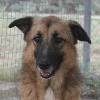 Thumper, male 4yo Mixed Breed for adoption at Hundegarten Serres, Euskirchen